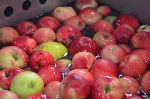 Priprava jabolk na stiskanje (foto: Stanka Dešnik)
